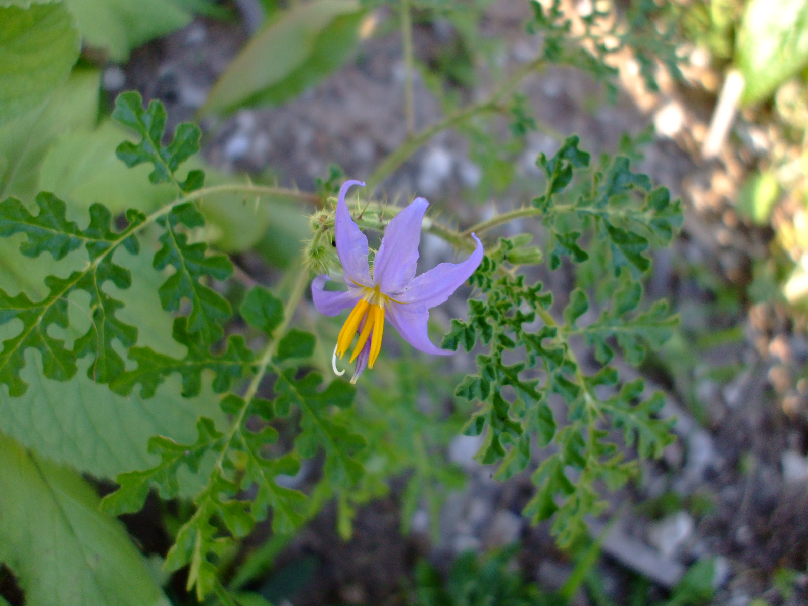 Solanum citrullifolium